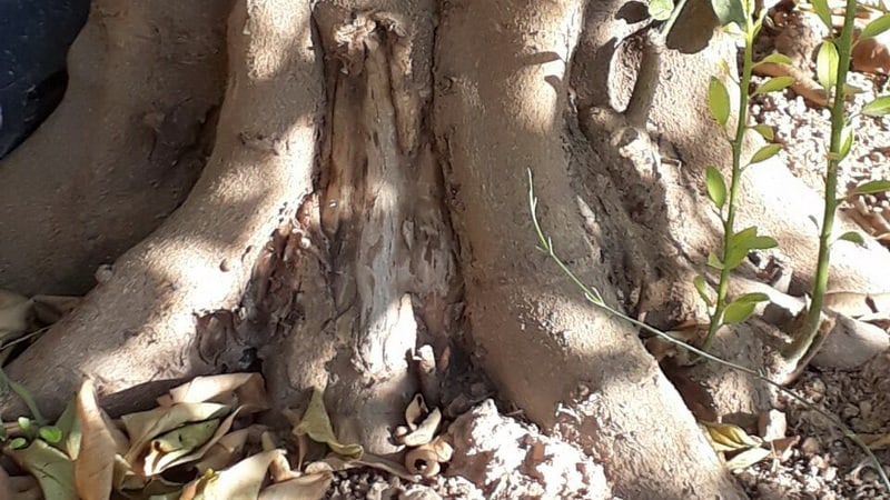 بیماری گموز