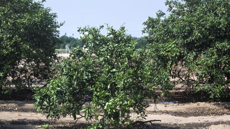 اگزوکورتیس