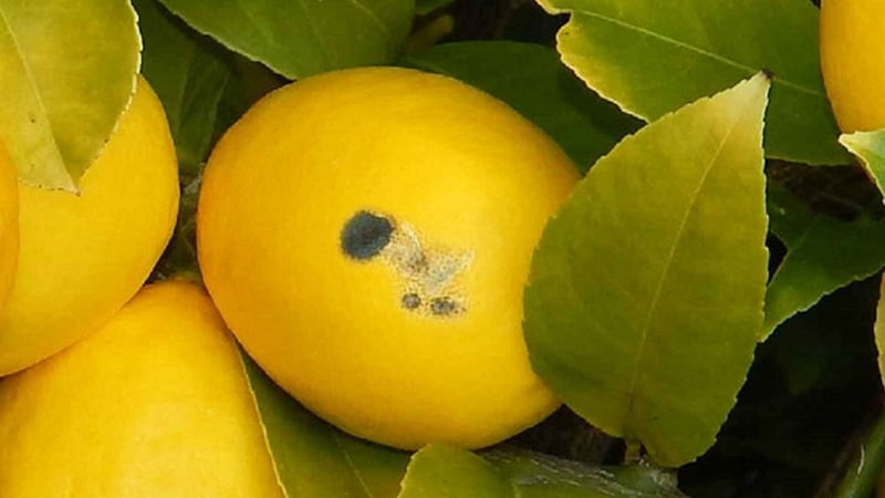 علائم بیماری باکتریایی بلاست روی میوه