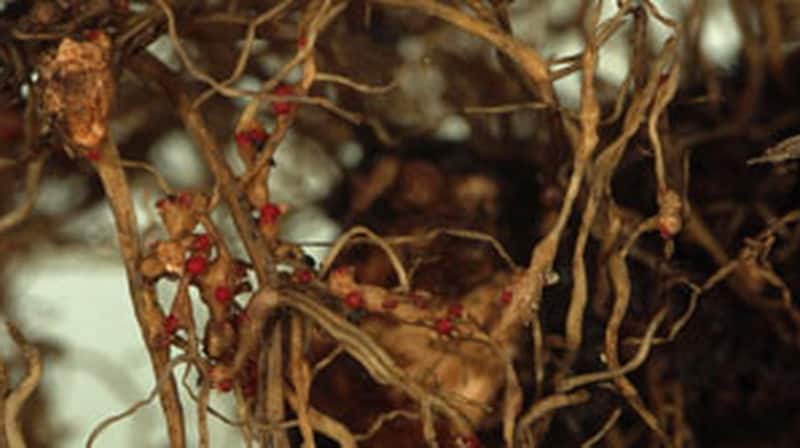 nematode_roots