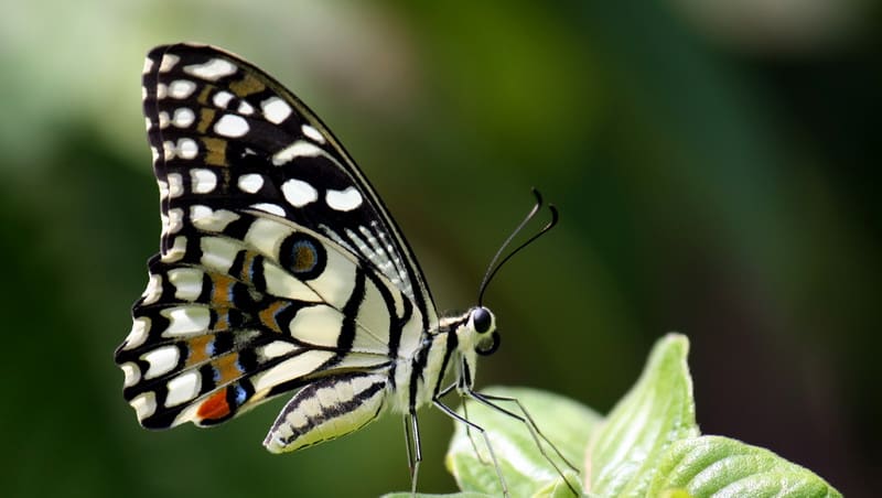 پروانه برگخوار مرکبات