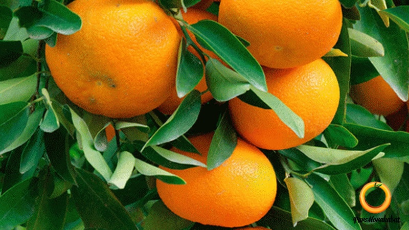 clementine