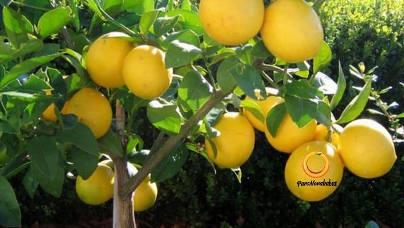 لیموشیرین