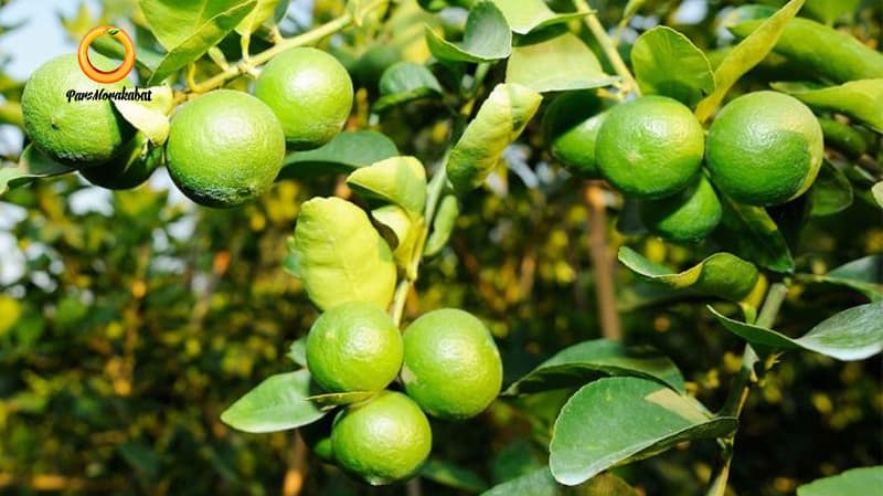 mexican lime انواع مرکبات