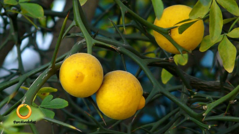 نارنج سه برگ