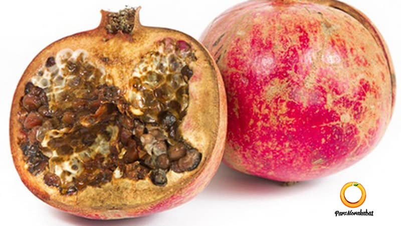 پوسیدگی میوه انار