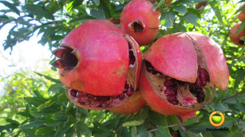 ترکیدگی میوه انار