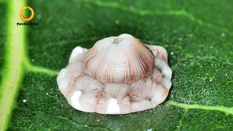 شپشک ستاره ای انجیر