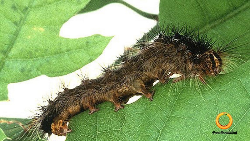 پروانه برگخوار انجیر