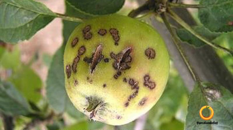 لکه سیاه سیب
