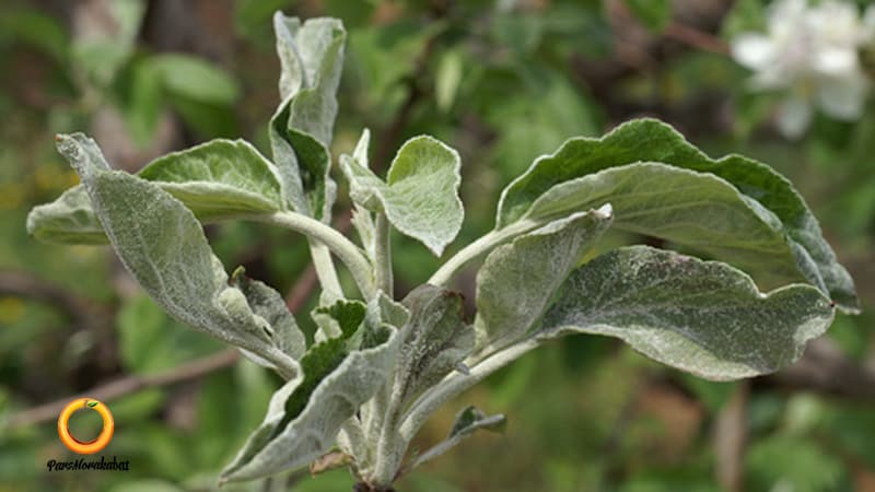 سفیدک پودری سیب