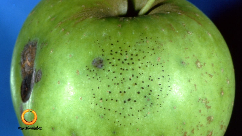بیماری نقطه مگسی
