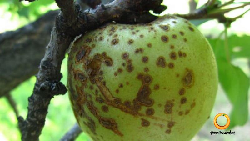 سوختگی آتشی سیب