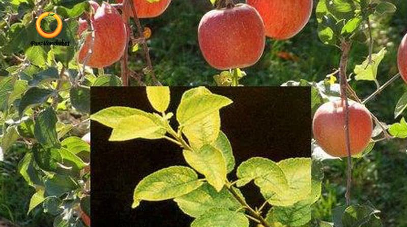 سبزردی بر اثر اهن( کلروز)